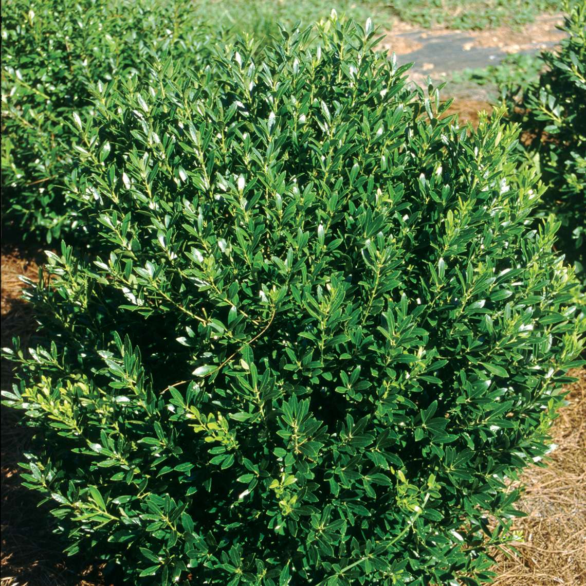 Bright glozzy evergreen Ilex glabra Shamrock in field